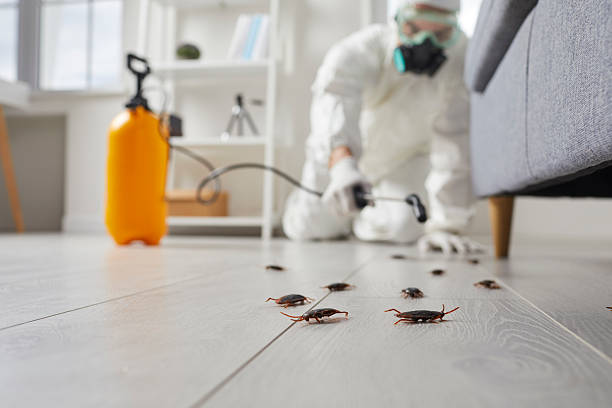 Trusted Termite Control service in Crystal City, MO - Nex Pest Control